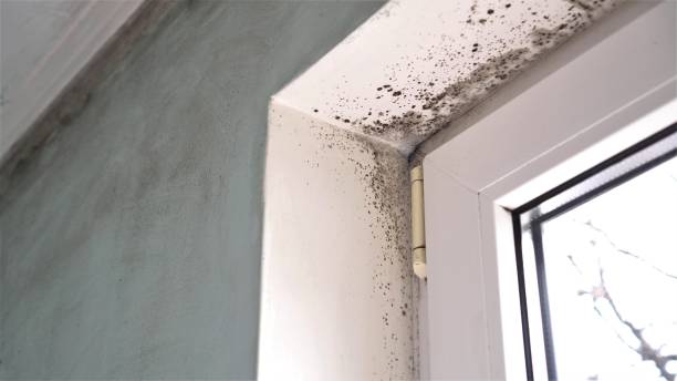 Best Local Mold Removal Service  in Atlantic Highlands, NJ