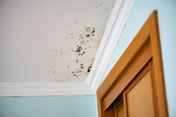 Attic Mold Removal in Atlantic Highlands, NJ