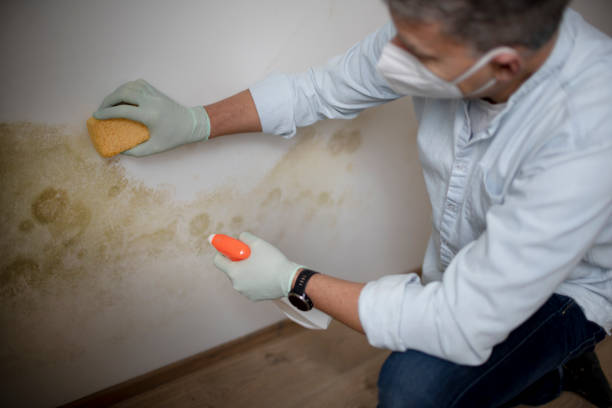 Best Affordable Mold Removal  in Atlantic Highlands, NJ