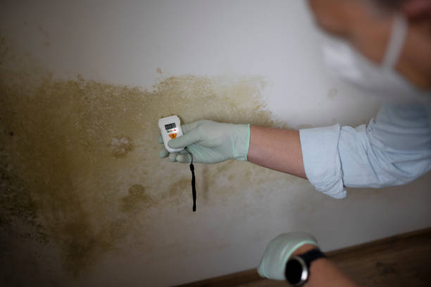 Mold Testing and Removal in Atlantic Highlands, NJ