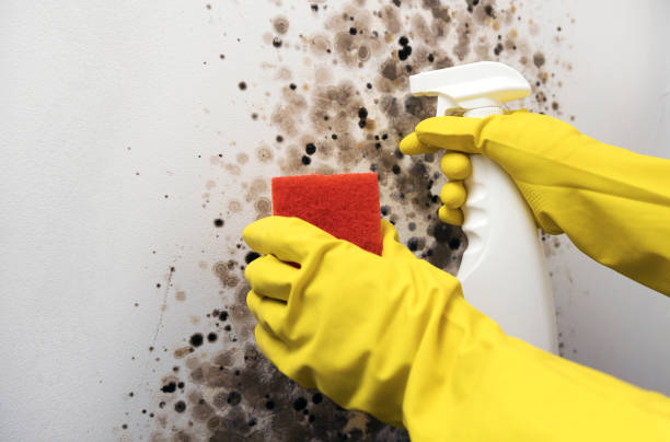 Best Emergency Mold Removal  in Atlantic Highlands, NJ